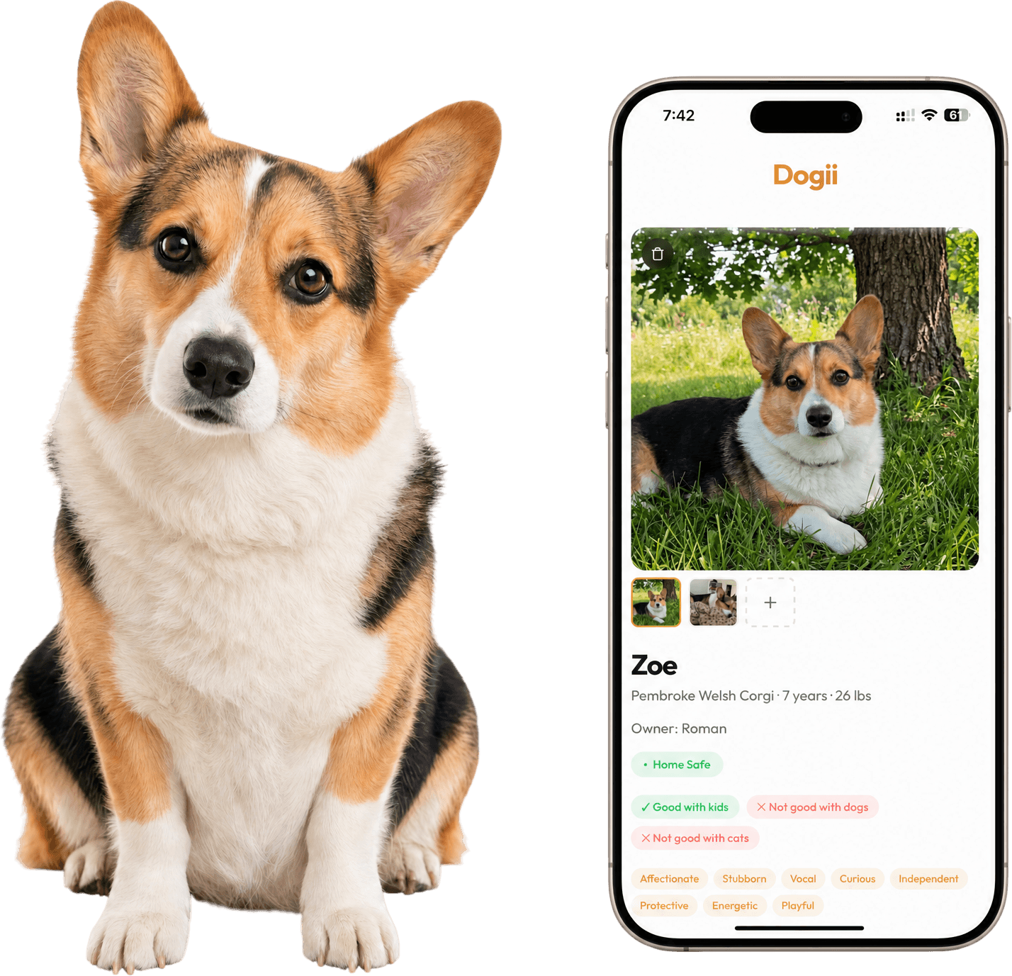 A corgi sitting beside a phone showing their Dogii pet profile